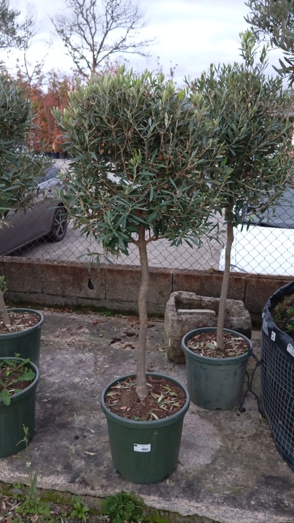 OLIVO CALIBRE 7/8 (ALTURA aprox. 1metro)